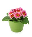 Primula in green pot Royalty Free Stock Photo