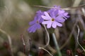 Primula integrifolia Primula farinosa Primulaceae birds eye Royalty Free Stock Photo