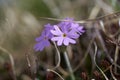 Primula integrifolia Primula farinosa Primulaceae birds eye Royalty Free Stock Photo