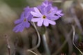 Primula integrifolia Primula farinosa Primulaceae birds eye Royalty Free Stock Photo