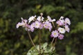 The primrose Primula Johanna