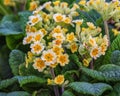 Primula Lime with Orange. Flowers for gardens, parks, balconies, terraces Royalty Free Stock Photo