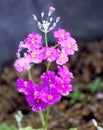 Primula Malacoides Flowers Royalty Free Stock Photo