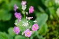 Primula Malacoides flowers. Royalty Free Stock Photo