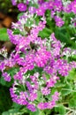Primula Malacoides flowers. Royalty Free Stock Photo