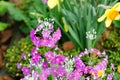 Primula Malacoides flowers. Royalty Free Stock Photo