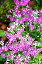 Primula Malacoides flowers. Royalty Free Stock Photo