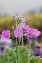 Primula Malacoides Flowers Royalty Free Stock Photo