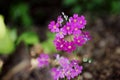 Primula Malacoides Flowers Royalty Free Stock Photo