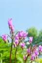 Primula meadia known as shooting star in the garden, fabulous inflorescence with pink flowers