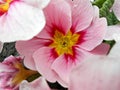 Primula Royalty Free Stock Photo