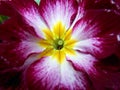 Primula Royalty Free Stock Photo