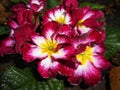 Primula Royalty Free Stock Photo