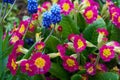 Primula and Muskari flowers in springtime garden