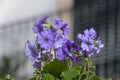 Primula obconica flowers, soft medium purple flowers.