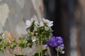 Primula obconica flowers, white and purple flowers.