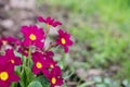 Primula Obconica, spring garden flowers. Blossom