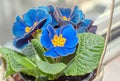 Primula obconica touch me, blue with yellow flowers, green leave