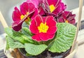 Primula obconica touch me, dark red with yellow flowers