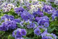 Primula obconica Touch me. Flowering ornamental plants for garden, park, balcony