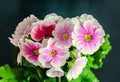 Primula obconica touch me, pink with white flowers, green leaves