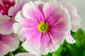 Primula obconica touch me, pink with white flowers, green leaves