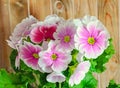 Primula obconica touch me, pink with white flowers, green leaves