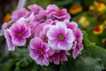 Primula Obconica Touch Me, White Pink Flowers