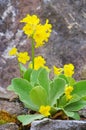 Primula palinuri Royalty Free Stock Photo