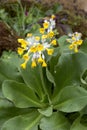 Primula palinuri Royalty Free Stock Photo