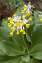 Primula palinuri Royalty Free Stock Photo