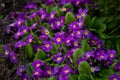 Primula is perennial. Primrose. Royalty Free Stock Photo