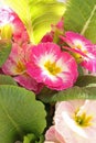 Primula plant with pink flowers close up in portrait format