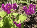 Primula polyneura - Botanical Garden Zurich or Botanischer Garten Zuerich Royalty Free Stock Photo