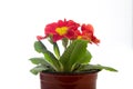 Primula in a pot on a white isolated background. Primroses, spring flowers Royalty Free Stock Photo