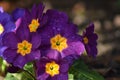 Primula Royalty Free Stock Photo