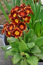 Primula, primrose