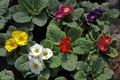 Primula. Primrose. Field with Spring flower Primula with green leafs and water drops. View from above of floral pattern. Ornament