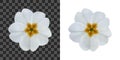 Primula, primrose flower isolated on white. To design with flowers for packaging, cards, greetings, offers, beauty industry,