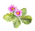 Primula primrose flower. Water colour botanical illustration