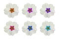 Primula, primrose flower on white. Set of 6 white flowers with different center color. To design with flowers for packaging, cards