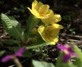 Primula