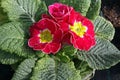 Primula. Primrose. Spring flower Primula with green leafs on white background. View from above of floral pattern. Ornamen