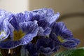 Primula or primrose zebra blue in early spring