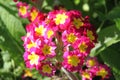 Primula primula cultivar Flowers