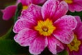 Primula Royalty Free Stock Photo