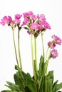 Primula Rosea Flower