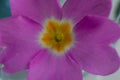 Primula rosea Royle close up flower Royalty Free Stock Photo