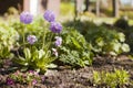 primula rounded violet flower. Garden Flowers Multicolor Primrose Vulgaris blossom. Vivid flowerscape