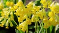 Primula ruprechtii or Caucasus Oxlip Royalty Free Stock Photo